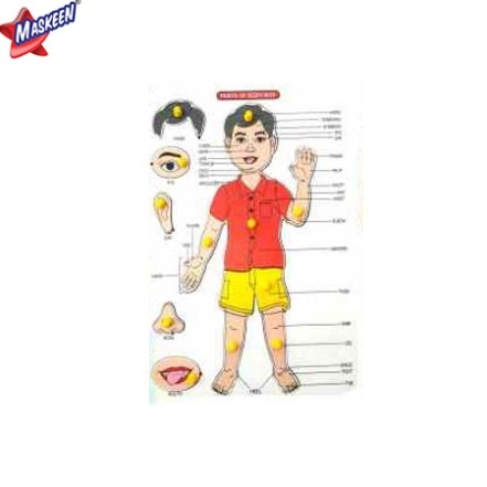 Parts Of Body Manufacturer in Bhopal